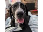 Adopt Fred a Australian Cattle Dog / Blue Heeler, Black Labrador Retriever