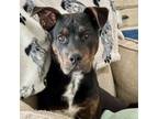 Adopt JJ a American Staffordshire Terrier, Cattle Dog
