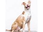 Adopt Atlas a Catahoula Leopard Dog, Pit Bull Terrier
