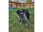 Adopt Grizz **Foster Home** a Australian Cattle Dog / Blue Heeler