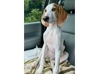 Adopt Sid a Foxhound, Treeing Walker Coonhound