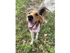 Adopt Jimmy Dean a Treeing Walker Coonhound