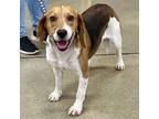 Adopt Mack a Beagle