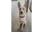 Adopt KODA ~ $0 ADOPTION FEE THRU 8/31/24!! a German Shepherd Dog