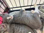 Adopt Raggedy Andy a Domestic Short Hair
