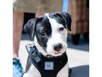 Adopt Ambar a Catahoula Leopard Dog