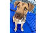 Adopt Wade - Adopt Me! a Labrador Retriever, American Staffordshire Terrier