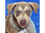 Adopt Logan - Adopt Me! a Labrador Retriever, American Staffordshire Terrier