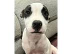 Adopt Branch - Adopt Me! a American Staffordshire Terrier