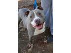 Adopt Louie a Pit Bull Terrier