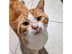Adopt Lionel a Domestic Short Hair