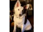 Adopt Domino (New Digs) a Border Collie