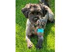 Adopt Rocket a Havanese, Poodle