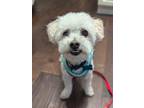 Adopt Max a Poodle, Terrier