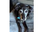 Adopt Nacho a Labrador Retriever