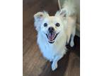 Adopt Eugene a Pomeranian