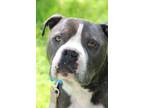 Adopt Phoenix a Pit Bull Terrier