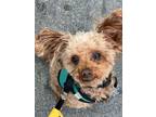 Adopt Reece a Poodle