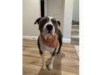 Adopt Halls a Pit Bull Terrier