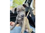 Adopt Theodore a Pit Bull Terrier