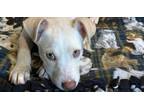 Adopt Jones a Husky, Hound