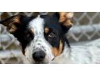 Adopt Clay a Australian Cattle Dog / Blue Heeler