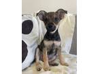 Adopt Luka a Mixed Breed