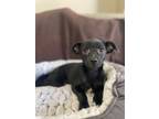 Adopt Alfie a Mixed Breed