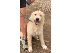 Adopt Smiley a Terrier