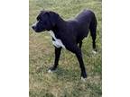 Adopt Elderberry a Boxer, Bernese Mountain Dog