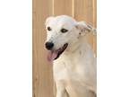 Adopt Willie a Cattle Dog