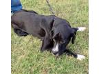 Adopt Blackberry a Boxer, Bernese Mountain Dog