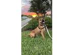 Adopt Audie a Pit Bull Terrier