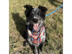Adopt Fergus a Australian Shepherd