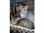 Adopt Minnow a Tabby