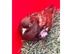 Adopt Bernie a Pigeon