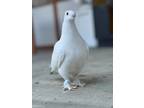 Adopt Velvet a Pigeon