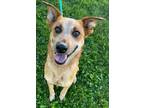 Adopt Meng Genggai a Australian Cattle Dog / Blue Heeler