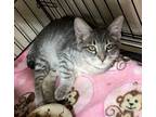 Adopt Louie a Manx