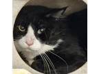 Adopt Homer a Domestic Short Hair