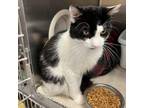 Adopt Clayton a Domestic Short Hair