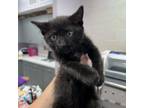 Adopt Munchy a Domestic Short Hair