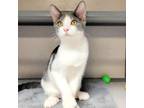 Adopt Butch a Domestic Short Hair