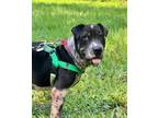 Adopt Knox a Shar-Pei, American Staffordshire Terrier