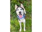Adopt Timber a Husky