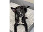 Adopt Newton a Mixed Breed
