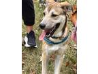 Adopt DJ a Shepherd, Hound