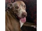 Adopt Moki a Pit Bull Terrier