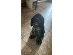 Adopt Captain Jack a Cocker Spaniel