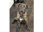 Adopt Butch a Catahoula Leopard Dog, Shepherd